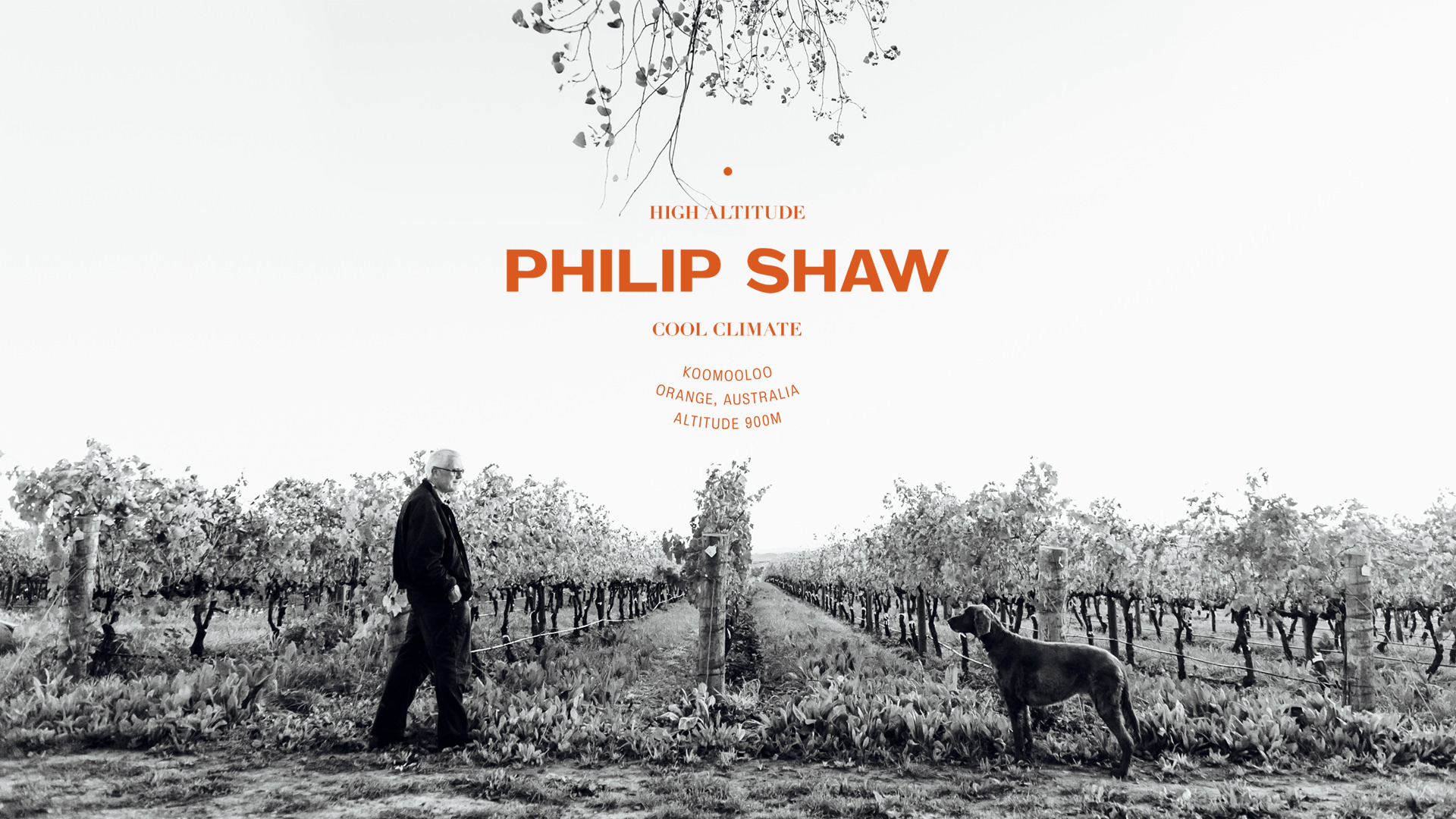 Philip Shaw and his dog walking in the Koomooloo Vineyard, Orange NSW. Black and white photograph features a Philip Shaw logotype superimposed in the sky above figures. Image created by Helium Graphic Design Melbourne.